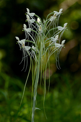 Habenaria armatissima