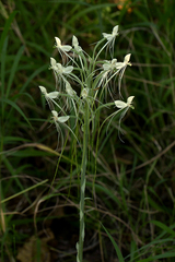 Habenaria armatissima