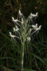Habenaria armatissima