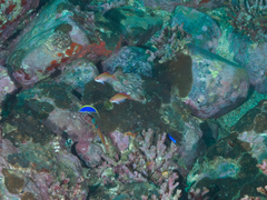 Chrysiptera flavipinnis