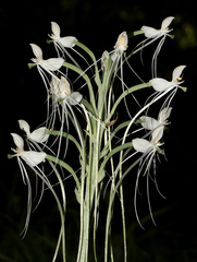 Habenaria armatissima