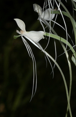 Habenaria armatissima