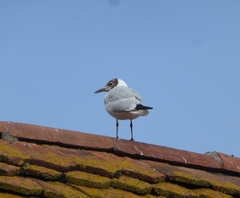 Chroicocephalus ridibundus