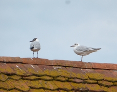 Chroicocephalus ridibundus