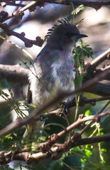 Prodotiscus regulus