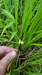 Carex intumescens