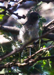 Prodotiscus regulus