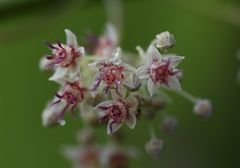 Byttneria grandifolia