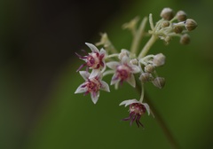 Byttneria grandifolia