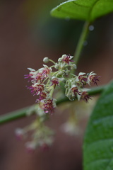 Byttneria grandifolia