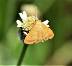 Pyrausta insignitalis