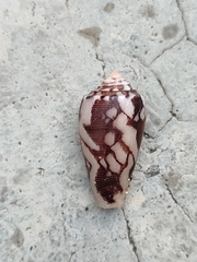 Conus striatus