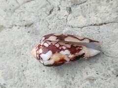 Conus striatus