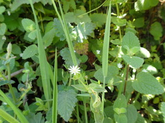Stellaria littoralis