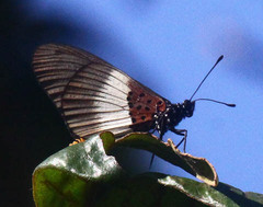 Acraea aganice