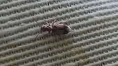 Dromius quadrimaculatus