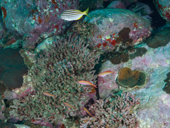Pseudanthias cooperi