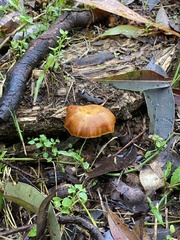 Cortinarius sinapicolor