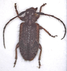 Exocentrus echinulus