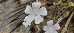 Malva hispanica