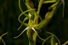 Habenaria clavata