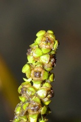 Potamogeton malaianus