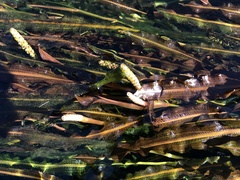 Potamogeton malaianus