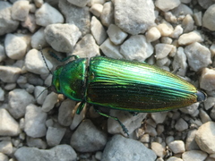 Eurythyrea micans