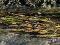 Potamogeton malaianus