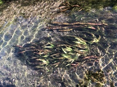 Potamogeton malaianus