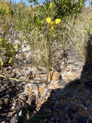 Diuris unica