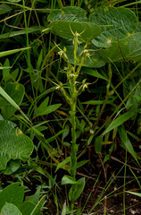 Habenaria clavata