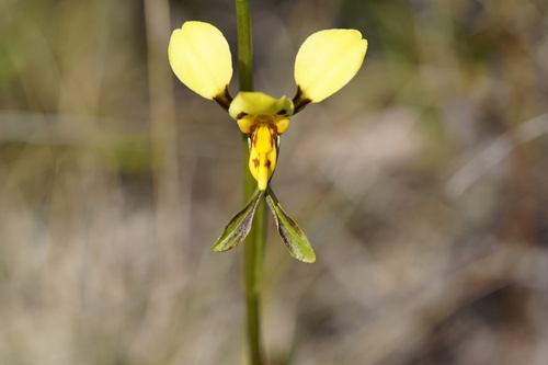 Image of Diuris unica by (c) John Van Den Nouwelant, some rights reserved (CC BY)