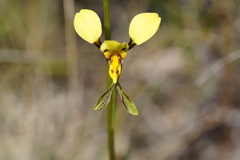 Diuris unica