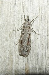 Scoparia indistinctalis