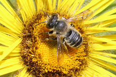 Megachile ligniseca