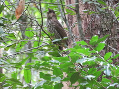 Scenopoeetes dentirostris