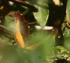 Eurytela dryope