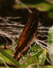 Eurytela dryope