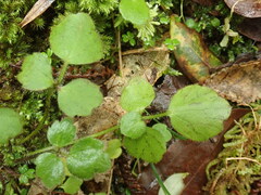 Ranunculus membranifolius
