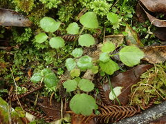 Ranunculus membranifolius