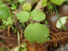 Ranunculus membranifolius