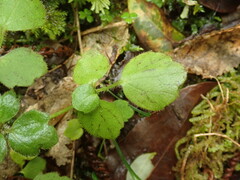 Ranunculus membranifolius