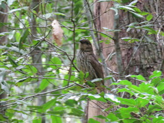 Scenopoeetes dentirostris