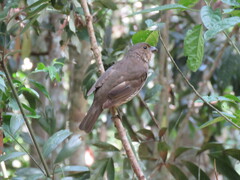 Scenopoeetes dentirostris