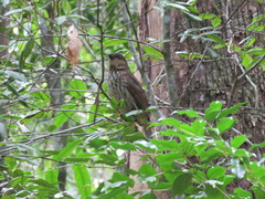 Scenopoeetes dentirostris