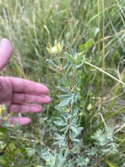 Dasiphora fruticosa