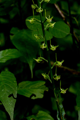 Habenaria pubidens