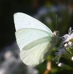 Dixeia charina