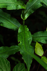 Habenaria pubidens